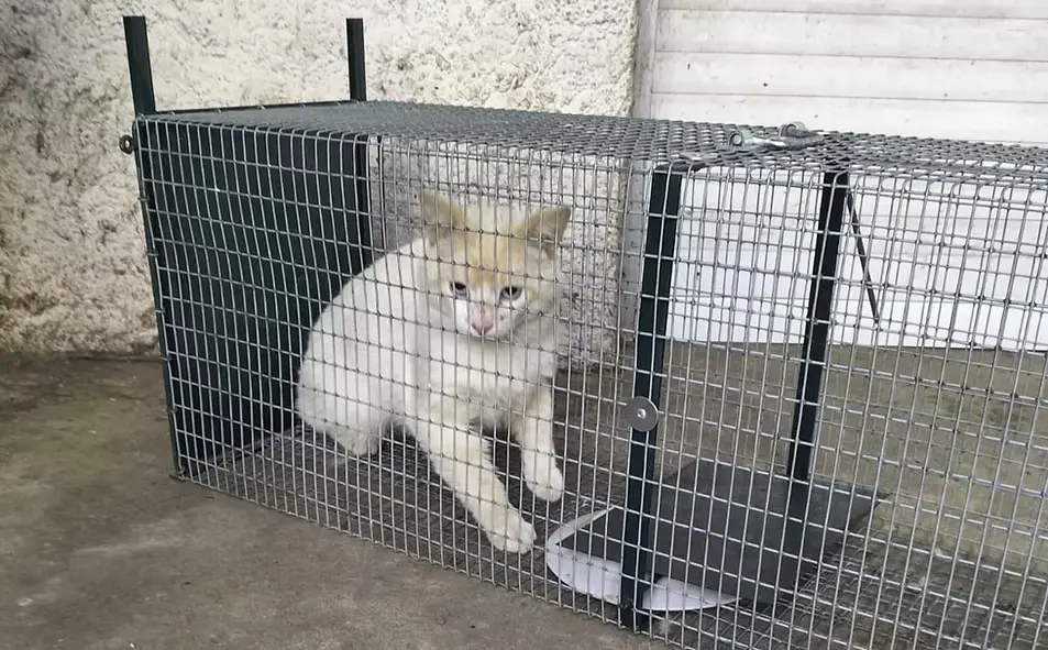 Campagnes de sterilisations